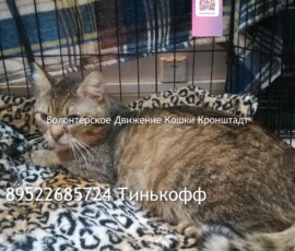 Кот Федор Кот Федор