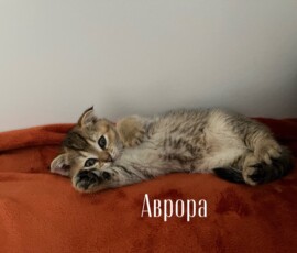 кошка Аврора дома кошка Аврора дома