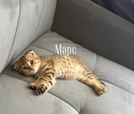 кот Марс дома кот Марс дома