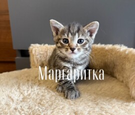 Котенок Маргаритка Котенок Маргаритка