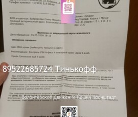 Кошка Оливия Кошка Оливия