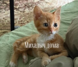 Котенок Михалыч дома Котенок Михалыч дома