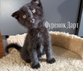 Котенок Дарт Котенок Дарт