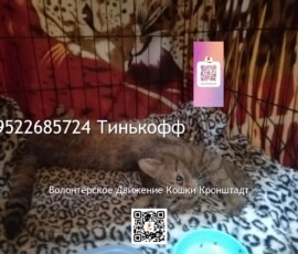 Кот Федор