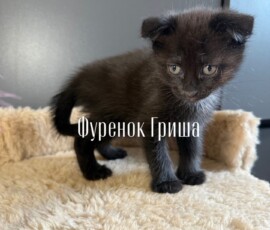 Котенок Гриша Котенок Гриша