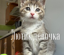 Котенок Лютик Котенок Лютик
