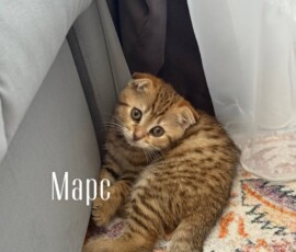 кот Марс дома кот Марс дома