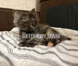 Котенок Петрович дома Котенок Петрович дома