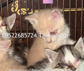 Котята слепыши Котята слепыши