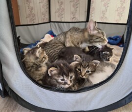 Котята ищут дом Котята ищут дом