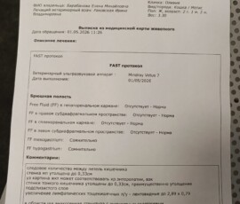 Кошка Оливия Кошка Оливия