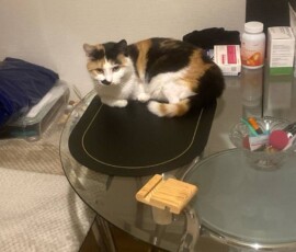 Кошка Лапочка дома Кошка Лапочка дома