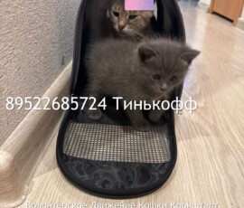 Кошка Лейла и котята Кошка Лейла и котята