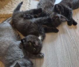 Котята ищут дом Котята ищут дом