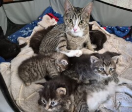 Котята ищут дом Котята ищут дом