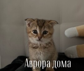 кошка Аврора дома кошка Аврора дома