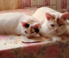 Кошка Капелька и кот Василек Кошка Капелька и кот Василек