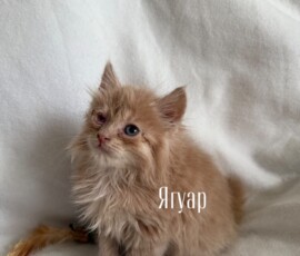 Котенок Ягуар Котенок Ягуар