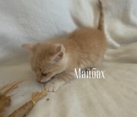 Котенок Майбах Котенок Майбах