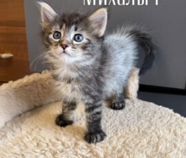 Котенок Михалыч Котенок Михалыч