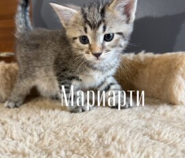 Котенок Мариарти Котенок Мариарти