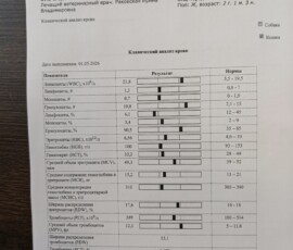 Кошка Оливия Кошка Оливия