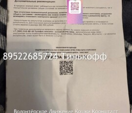 Кошка Оливия Кошка Оливия
