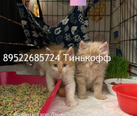 Котята-слепыши Котята-слепыши
