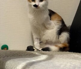 Кошка Лапочка дома Кошка Лапочка дома