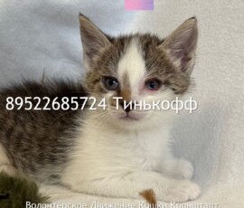 Котята-слепыши Котята-слепыши