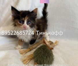 Котята-слепыши Котята-слепыши