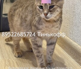Кошка Лейла Кошка Лейла