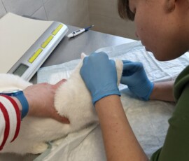 Кот Василек Кот Василек