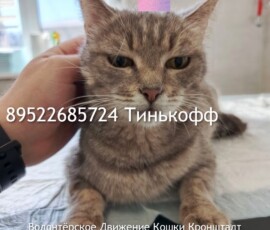 Кошка Оливия Кошка Оливия