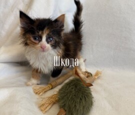 Котенок Шкода Котенок Шкода