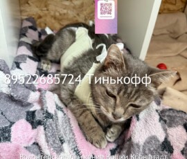 Кошка Оливия Кошка Оливия