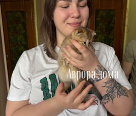 Котенок Аврора дома Котенок Аврора дома