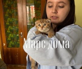 Котенок Марс дома Котенок Марс дома
