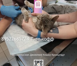 Кошка Оливия Кошка Оливия