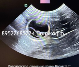 Кошка Лейла Кошка Лейла