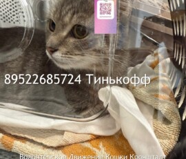 Кошка Оливия Кошка Оливия