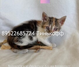 Котята-слепыши Котята-слепыши