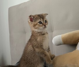 Котенок Аврора дома Котенок Аврора дома