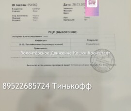 Кот Федор Кот Федор
