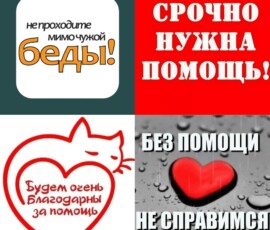 Кошка Капелька и кот Василек Кошка Капелька и кот Василек