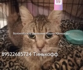 Кот Федор Кот Федор