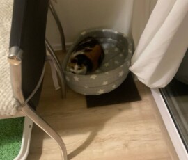 Кошка Лапочка дома Кошка Лапочка дома