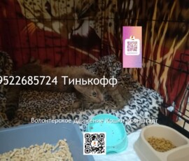 Кот Федор Кот Федор