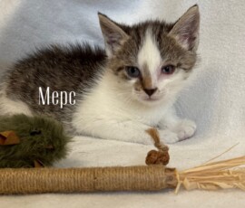 Котенок Мерс Котенок Мерс