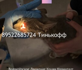 Кошка Лейла Кошка Лейла